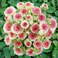 Розы спрей / мини