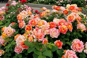 Розы шрабы / парковые