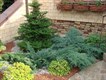Можжевельник Можжевельник