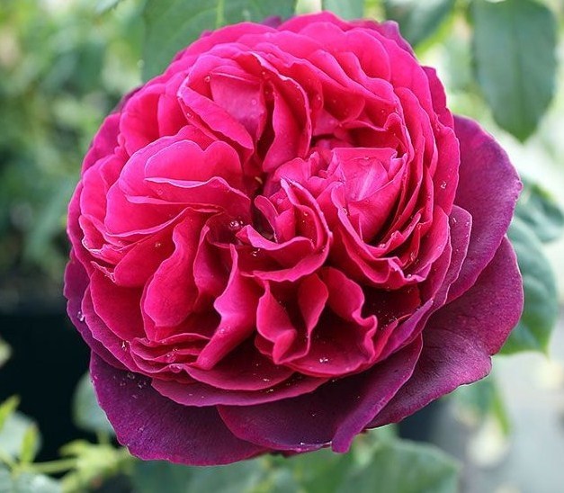 Цветы :: Розы :: Розы плетистые :: Роза Рамира