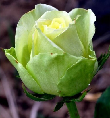 Роза Зеленый чай - фото 7895