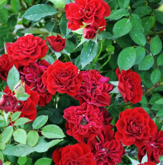 Сибирские розы, Интернет-магазин СИБРОЗА, Саженцы роз для Сибири, саженцы роз почтой