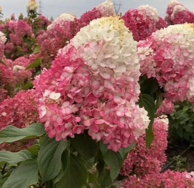 Гортензия Строберри Блоссом (Strawberry Blossom) 3580 - фото 8925