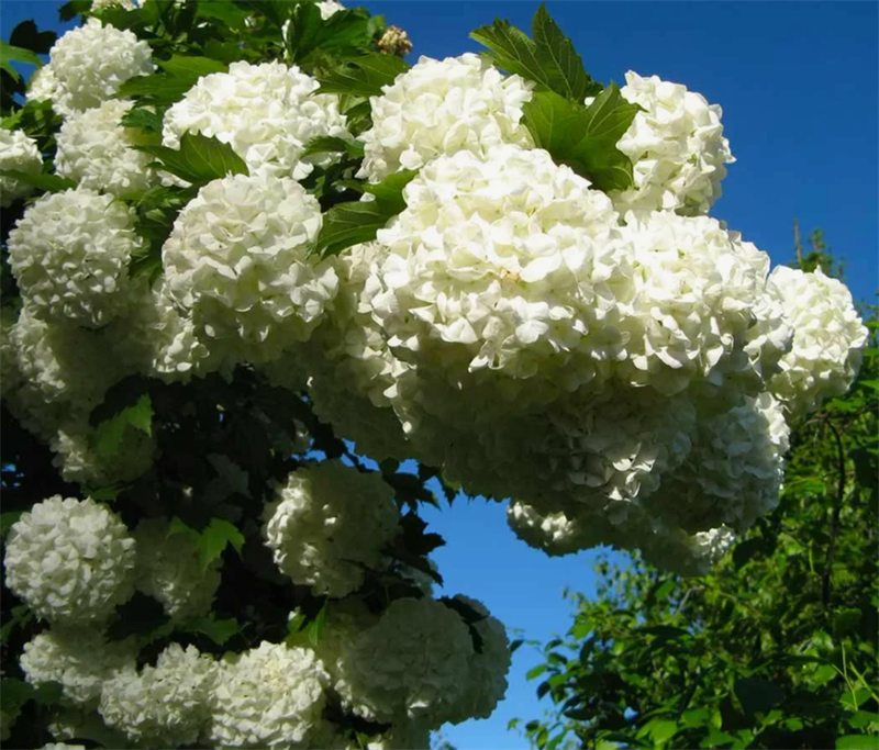 Калина Бульденеж (Boule de Neige) 3597 - фото 8943