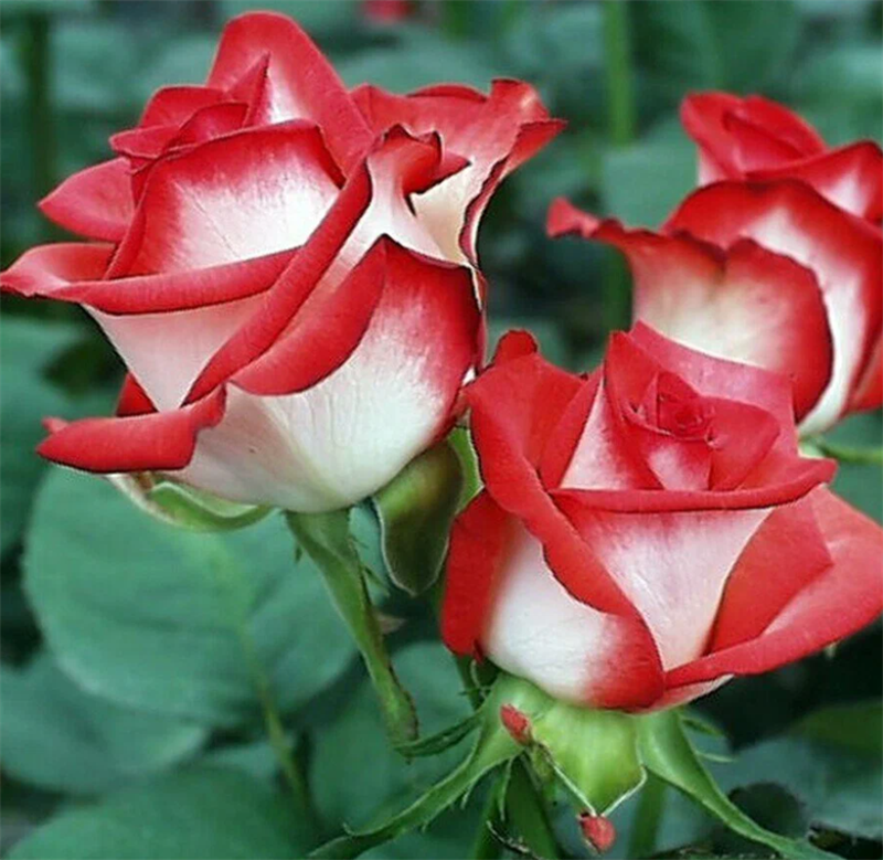 Роза Блаш (Blush) 3175