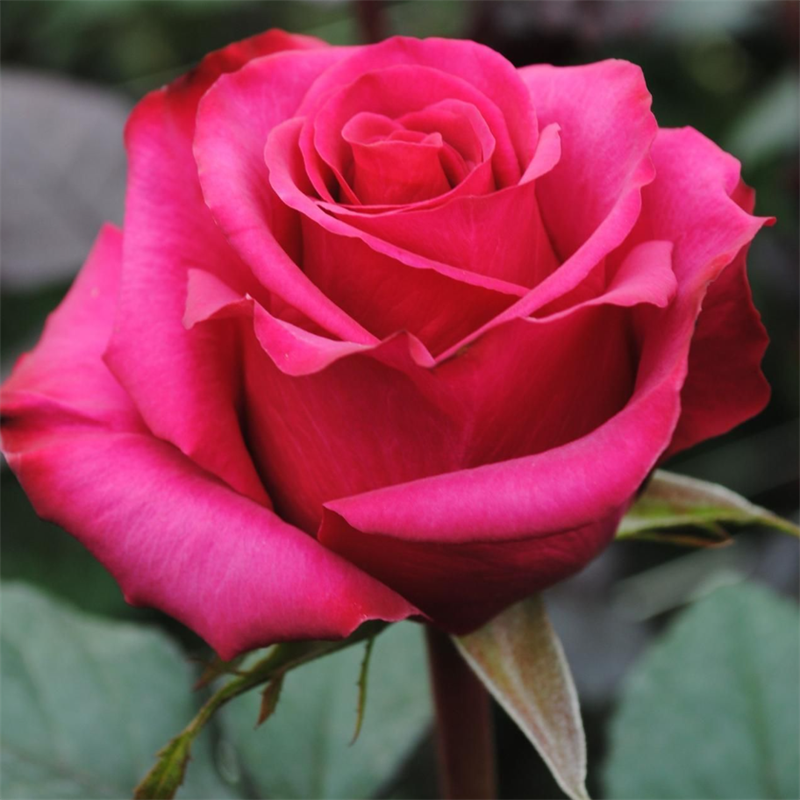 Роза Равель (Ravel) 3002