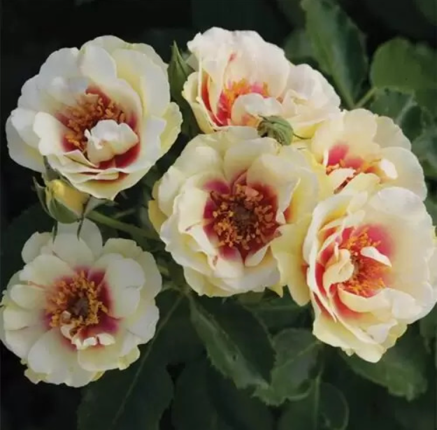 Роза Булс Айс (Bull's Eye) 3841