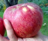 Яблоня Апорт 3-х летний ОКС
