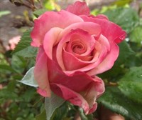 Роза Коко локо