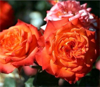 Роза Мандарино (Mandarin)