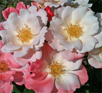 Роза Розромантик (Roseromantic)