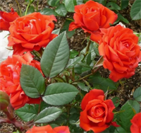 Роза Оранж Джувел (Orange Juwel)