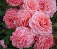 Роза Тиклед Пинк (Tickled Pink)