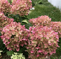 Гортензия метельчатая Пастель Грин (Pastelgreen) 3577 Гортензия метельчатая Пастель Грин (Pastelgreen) 3577