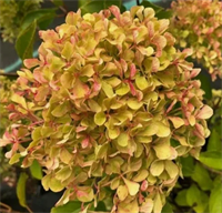 Гортензия метельчатая Жемчужина фестиваля (Perle de Festival) 3581 Гортензия метельчатая Жемчужина фестиваля (Perle de Festival) 3581