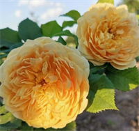 Роза Голден Зест (Golden Zest) 3609
