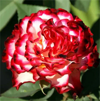 Роза Испанский танец (Spanish Dancer) 3665