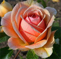 Роза Кинг Конг (King Kong) 3666