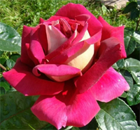 Роза Кроненбург (Kronenbourg) 3667