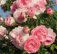 Роза Лариса (Larissa) 3539