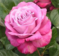 Роза Муди Блюз (Moody Blues) 3681 Роза Муди Блюз (Moody Blues) 3681