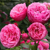 Роза Помпонелла (Pomponella) 3684