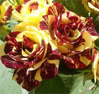 Роза Сим Салабим (Simsalabim) 3693