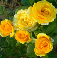 Роза Йеллоу Бейби (Yellow Babe) 3695