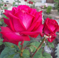 Роза Экскалибур (Excalibur) 3705