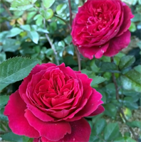 Роза Джеймс Парк (James Park) 3711