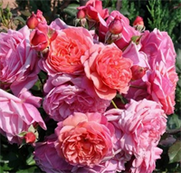 Роза Ладюре (Laduree) 3713