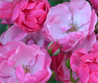 Роза Ангела, Анжела (Angela, Angelica) 3729 Роза Ангела, Анжела (Angela, Angelica) 3729