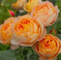 Роза Бэби Романтика (Baby Romantica) 3734 Роза Бэби Романтика (Baby Romantica) 3734