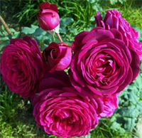 Роза Иоганн Вольфганг Фон Гете (Johann Wolfgang von Goethe) 3741