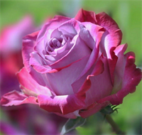 Роза Дип Ватер (Deep Water) 3745