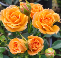 Роза Клементина (Clementine) 3749 Роза Клементина (Clementine) 3749