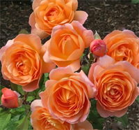 Роза Леди Эмма Гамильтон (Lady Emma Hamilton) 3751