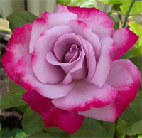 Роза Парадиз (Paradise) 3754