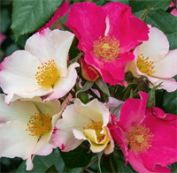 Роза Соле Луна (Sole-e-Lune) 3759