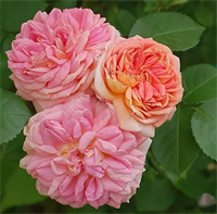 Роза Франсуа Юренвиль (Francois Juranville) 3701