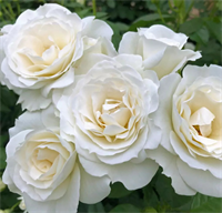 Роза Шнеевитхен (Schneewittchen) 3545