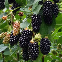 Ежевика Блэк Бьют (Black Butte) 3781