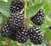 Ежевика Газда (Gazda) 3782