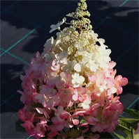 Гортензия метельчатая Кэндллайт (Candlelight) 3790