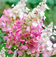 Гортензия метельчатая Конфетти (Confetti) 3791