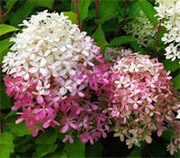 Гортензия метельчатая Роял Фловер (Royal Flower) 3578 Гортензия метельчатая Роял Фловер (Royal Flower) 3578