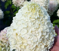 Гортензия метельчатая Геркулес (Hercules) 3811 Гортензия метельчатая Геркулес (Hercules) 3811