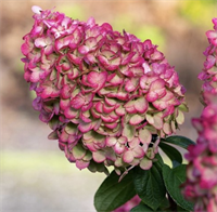 Гортензия метельчатая Колорфул Коктейль (Colorful Cocktail) 3812 Гортензия метельчатая Колорфул Коктейль (Colorful Cocktail) 3812