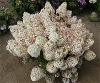 Гортензия метельчатая Бобо (Bobo) 3814 Гортензия метельчатая Бобо (Bobo) 3814