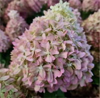 Гортензия метельчатая Пиксио (Pixio) 3815 Гортензия метельчатая Пиксио (Pixio) 3815